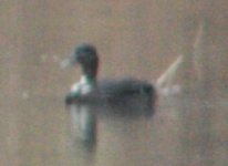 Mystery Duck 3.jpg