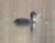 Mystery Duck 4.jpg