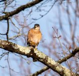 Coopers Hawk Madonna tree.jpg