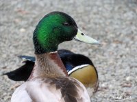 mallard.jpg