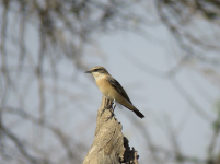 Whinchat Wheatear Sudan.png