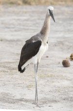 Juvenile Stork.jpg