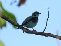 Azure-rumped Tanager.jpg