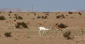 110502219 Namibia Welwitschia.JPG