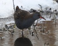 Water Rail_Girdle Ness_100221a.jpg