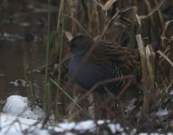 Water Rail_Girdle Ness_100221b.jpg