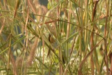 Prinia 1.jpg