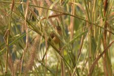 Prinia 2.jpg