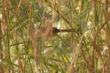 Prinia 3.jpg