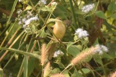 Prinia 4.jpg