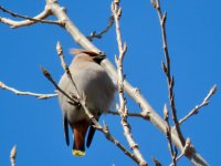 Bohemian Waxwing (1).jpeg