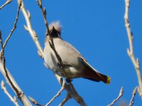 Bohemian Waxwing.jpeg