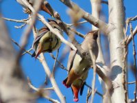 Japanese Waxwing.jpeg