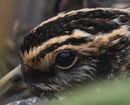 Jack Snipe_Girdle Ness_140221a.jpg