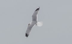 Large Gull 443A3152.jpg