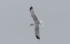 Large Gull 443A3155.jpg