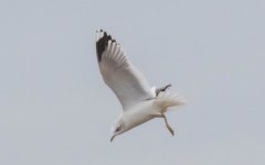 Large Gull 443A3157.jpg