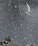 South Polar Skua and Antarctic Tern.jpg