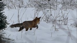 foxsnow.jpg