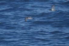 Antarctic Prions.JPG