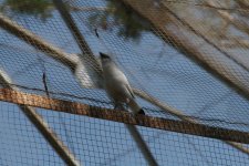 Bali Starling.JPG