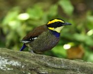 javan banded pitta male.JPG