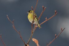 Siskin.jpg