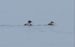 Gulf of Kalloni  c Eleni Galinou Lesvos Birders 200221.JPG