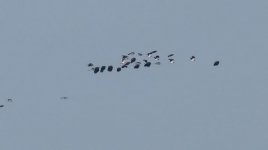 Northern Lapwing  Gulf of Kalloni  c Eleni Galinou Lesvos Birders 200221.JPG