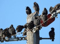 Common starling Kalloni Salt Pans  Valerie Karameta Triboulot Lesvos Birders 220221.JPG