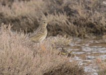 Meadow pipit Mesa  c Eleni Galinou Lesvos Birders 2102 21.JPG