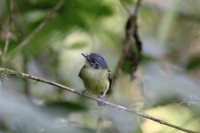 ecuadorian tyrannulet.jpg