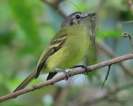 plumbeous crowned two.jpg