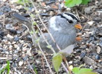 WhiteColaredCrownedSparrow.JPG