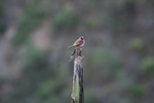 Rufous-backed Inca-finch.JPG