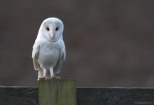 Leucistic Barn Owl.jpg