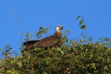 Madagascar Fish-eagle (4 of 4).JPG