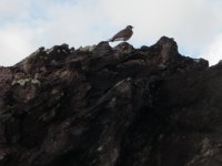 Madagascar Pratincole (5 of 5).JPG