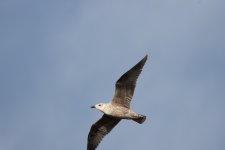 herring gull - juvenile.jpg