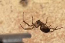 0337 Noble False Widow Spider BF.jpg