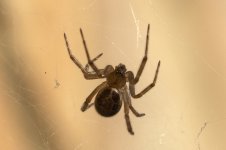 0338 Noble False Widow Spider BF.jpg