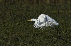 Great White Egret.jpg