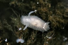 Acanthodoris pilosa.JPG