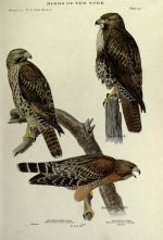 red tailed hawks.jpg