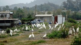 DSC09767 Loafing Egrets @ San Tin.jpg