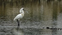 DSC09761 Black-faced Spoonbill @ San Tin.jpg