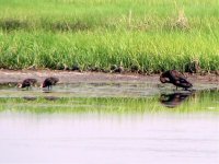 american black duck.jpg