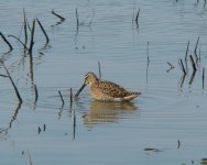 Dowitcher.jpg