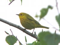 yellow warbler male.jpg