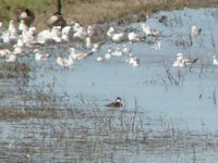 Ruddy Duck.jpg